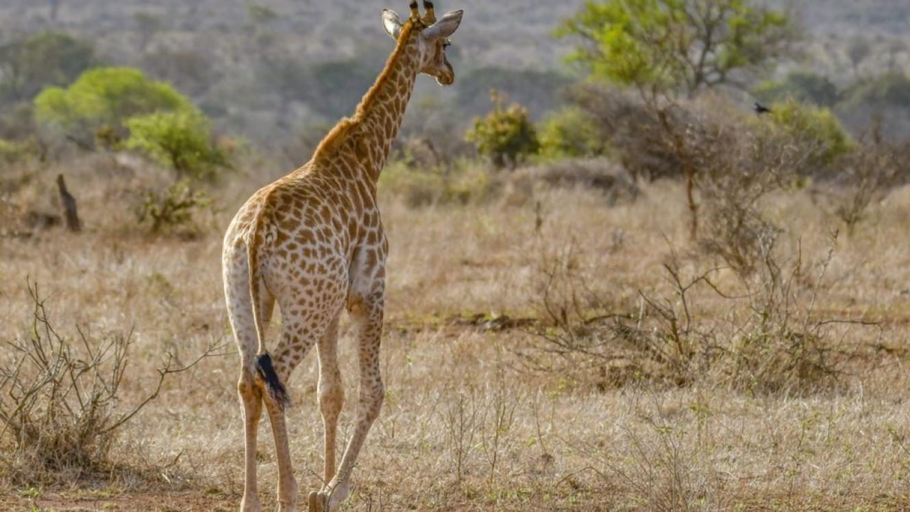 Safaris remain popular among international visitors.