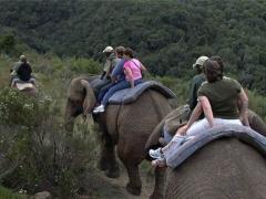 The Knysna Elephant Park offers elephant back rides, walks and even a sleep-over experience. 