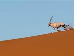 Wilderness Safaris' Desert Dune Safari guests through varied and remote desert areas in Namibia.