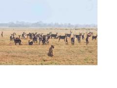 The latest wildlife count at Gorongosa National Park shows large population recovery.