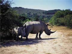 Organisations, individuals and stakeholders that want to submit inputs to the Committee of Inquiry investigating the feasibility of a rhino horn trade must send an expression of interest by Friday.