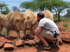Lion Park trainer and guide, Shandor Larenty, visiting lions that were sold.