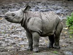 In 2014 SANParks rescued 16 rhino orphans in the Kruger National Park.