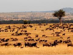 Attractions such as the Serengeti National Park are being filmed by major networks ahead of the launch of a new advert campaign to boost awareness about the destination.