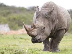 Thompsons Africa is offering guests an opportunity to participate in rhino conservation.