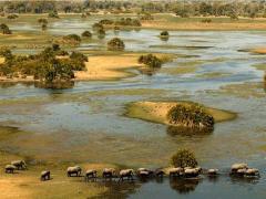 A heard of elephants in Botswana's Okavango Delta.