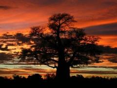 A fiery Botswana sunset and baobab tree. 