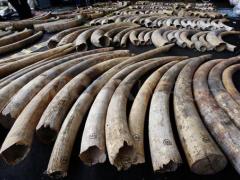 Governments, including SA, China and the UK, have committed to strengthen laws to clamp down on illegal wildlife trade.