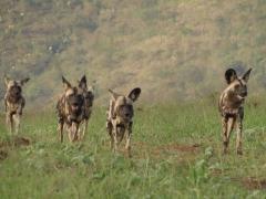 The pack of African Wild Dogs at Zululand Rhino Reserve.