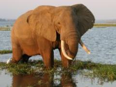 Mana Pools bans unguided walks
