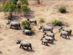 The Great Plains Foundation has launched a project to move 100 rhinos.
