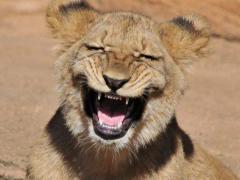 What would you name the missing lion?