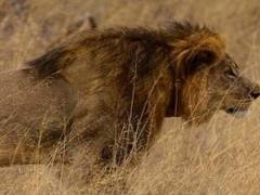 Caption: Theo Bronkhorst and Honest Trymore Ndlovu were charged in Hwange Magistrates Court on Wednesday, July 29, with failing to prevent Walter Palmer from unlawfully killing a collared lion. They were released on $1 000 bail each.
