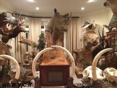 PHASA has welcomed the decision by SAA to reverse the embargo on the transportation of rhino, elephant, lion and tiger trophies.