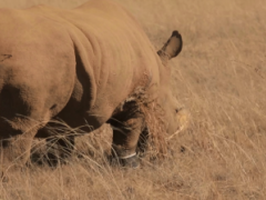 A new tracking device has been developed to monitor and record the movement of rhinos