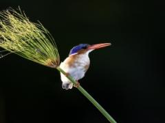 Photo by Wilderness Safaris. 