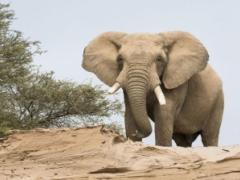 Desert-adapted elephants are no different genetically to savannah elephants.