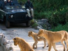 The Kruger National Park remains a key attraction to the Latin American market.