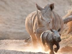 Funds collected by the lodges within the Sabi Sand Reserve will go towards anti-poaching, general conservation and community initiatives within the reserve.