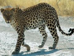 All provincial leopard hunting quotas have been set at zero for 2016, effectively banning leopard hunting for the year.