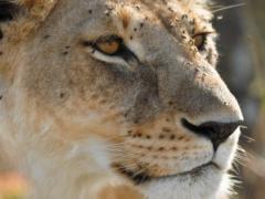 The endangered listing means that the importation of lion trophies into the US will be prohibited. 