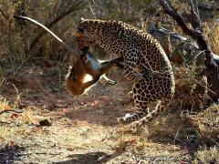 Tour operators and travel agents can use Nightsbridge to check availability before booking a client. 