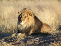 SANParks is carrying out a search for the male lion, known as Sylvester, that escaped from the Karoo National Park earlier this week. 
