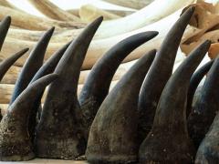 The Department of Environmental Affairs’ budget suggests it will submit a proposal in favour of rhino horn trade at CITES COP 17, later this year.