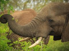An elephant in Hluhluwe-iMfolozi Park.