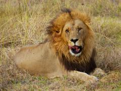 The lion that escaped from Karoo National Park has been recaptured.
