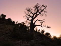 The Africa Experience will open two new luxury tented camps in the Central Tuli Block in June.