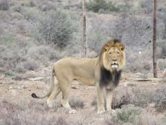 Sylvester will be relocated to the Addo Elephant National Park, where he will be bonded with the two young females.