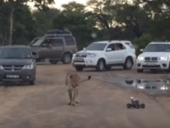 Lowveld Media published this video showing tourists provoking a lion in Kruger National Park.