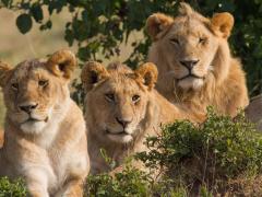 African-based safari and eco-tourism operators have signed a statement showing the support for the aims of feature film, Blood Lions to stop predator breeding and canned hunting.
