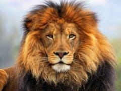 The Lion and Safari Park will open soon, north of Lanseria.