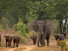 Communities in Botswana are expected to lobby the government to exempt elephants and buffaloes from a hunting ban imposed in 2014.