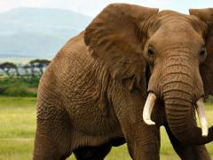 Melissa Reitz looks at the growing pressure to end elephant rides in South Africa.