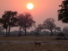 Zimbabwe is attracting more safari visitors, with a growth in new markets such as South America and Asia.