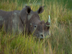 Botswana’s Minister of Environment, Wildlife and Tourism, Tshekedi Khama, warns poachers of the consequences of their activities.