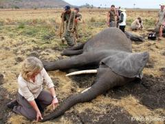 African Parks is leading the translocation of up to 500 elephants from Liwonde National Park and Majete Wildlife Reserve to Nkhotakota Wildlife Reserve.