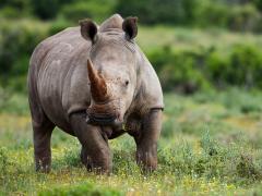 One of the reserves within the Sabi Sands recently achieved 200 poaching-free days following security upgrades after introducing a conservation contribution, writes Colin Bell.