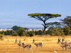 The Masai Mara is one of the highlights of Springbok Atlas’s new ‘South Africa, Zambia & Kenya Exploration’ tour.