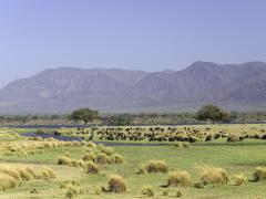 The new Little Ruckomechi Camp is situated in Wilderness Safaris’ private concession in Zimbabwe’s Mana Pools National Park.