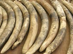 The alleged involvement of the influential CIO, which has historically acted as a secret police for the presidency, adds to the mix of dynamics aggravating Zimbabwe’s poaching crisis.