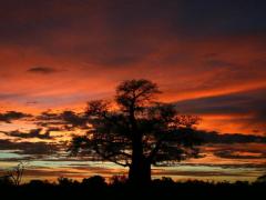  A new 40-room safari camp is expected to open in Moremi Game Reserve next May.