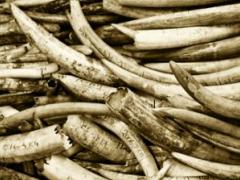 President Ian Khama of Botswana has said he will not support the bid for ivory trade at the upcoming Conference of the Parties (CoP17).
