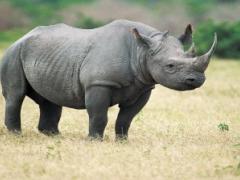 Rhino poaching declined by 17.8% in the Kruger National Park