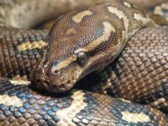 The Snake Pit in Victoria Falls, Zimbabwe, offers daily demonstrations.