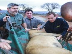 Three male lions have been collared and released from their holding boma into the uMkuze section of the iSimangaliso Wetland Park.