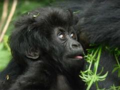 ‘Nyampinga’ – meaning ‘the most beautiful girl’ in Kinyarwanda, the gorilla named by Wilderness Safaris CEO, Keith Vincent, who was invited by the Rwandan Development Board to name a baby gorilla in recognition of the company’s investment in Rwanda.